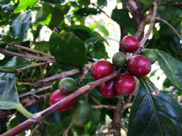 Honduras Montecillos Washed