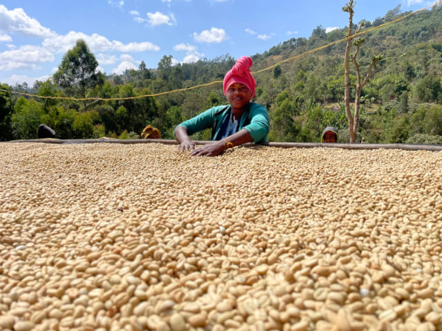 Ethiopia Bona Zuria Sedaka Natural