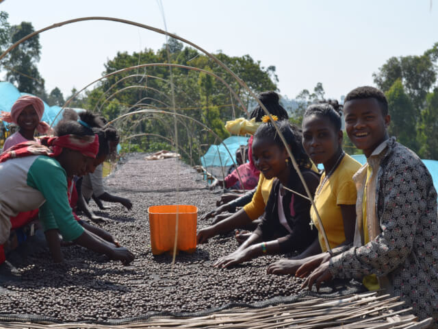 Ethiopia Bona Zuria Sedaka Natural