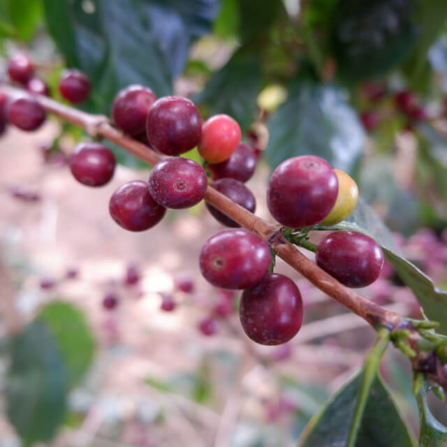 Costa Rica Rola Yellow Honey