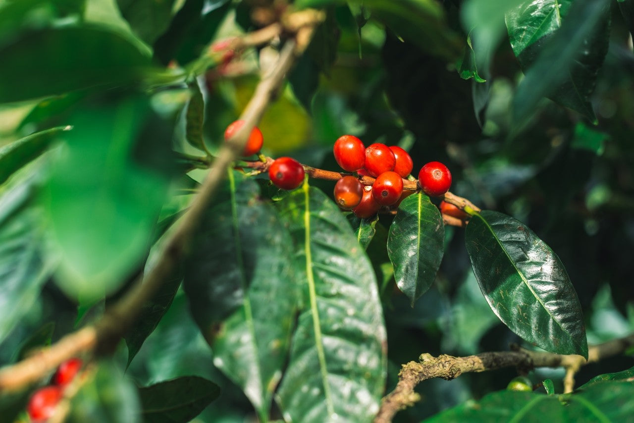 Panama Lerida Geisha Washed