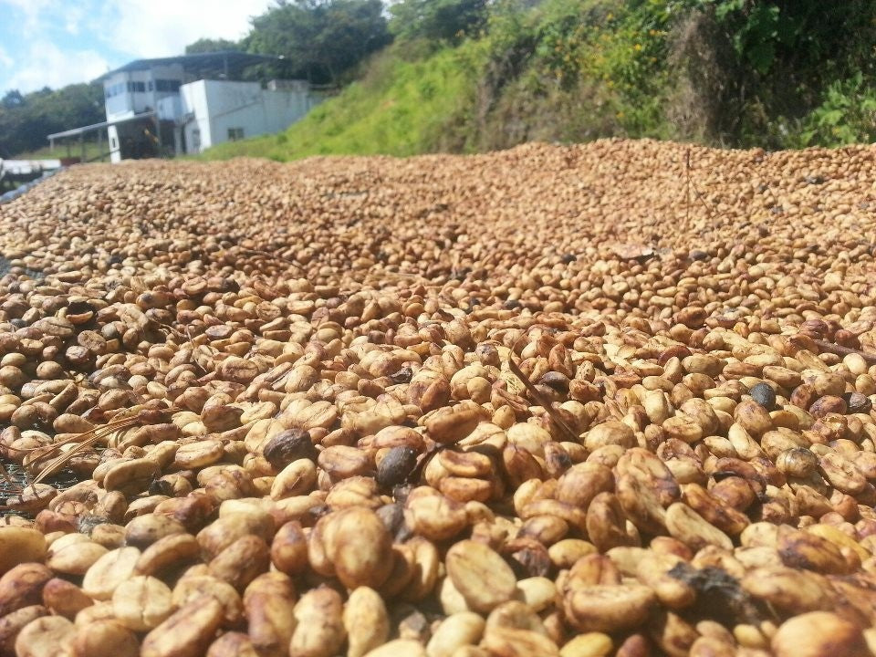 Panama Don Pachi Typica Washed