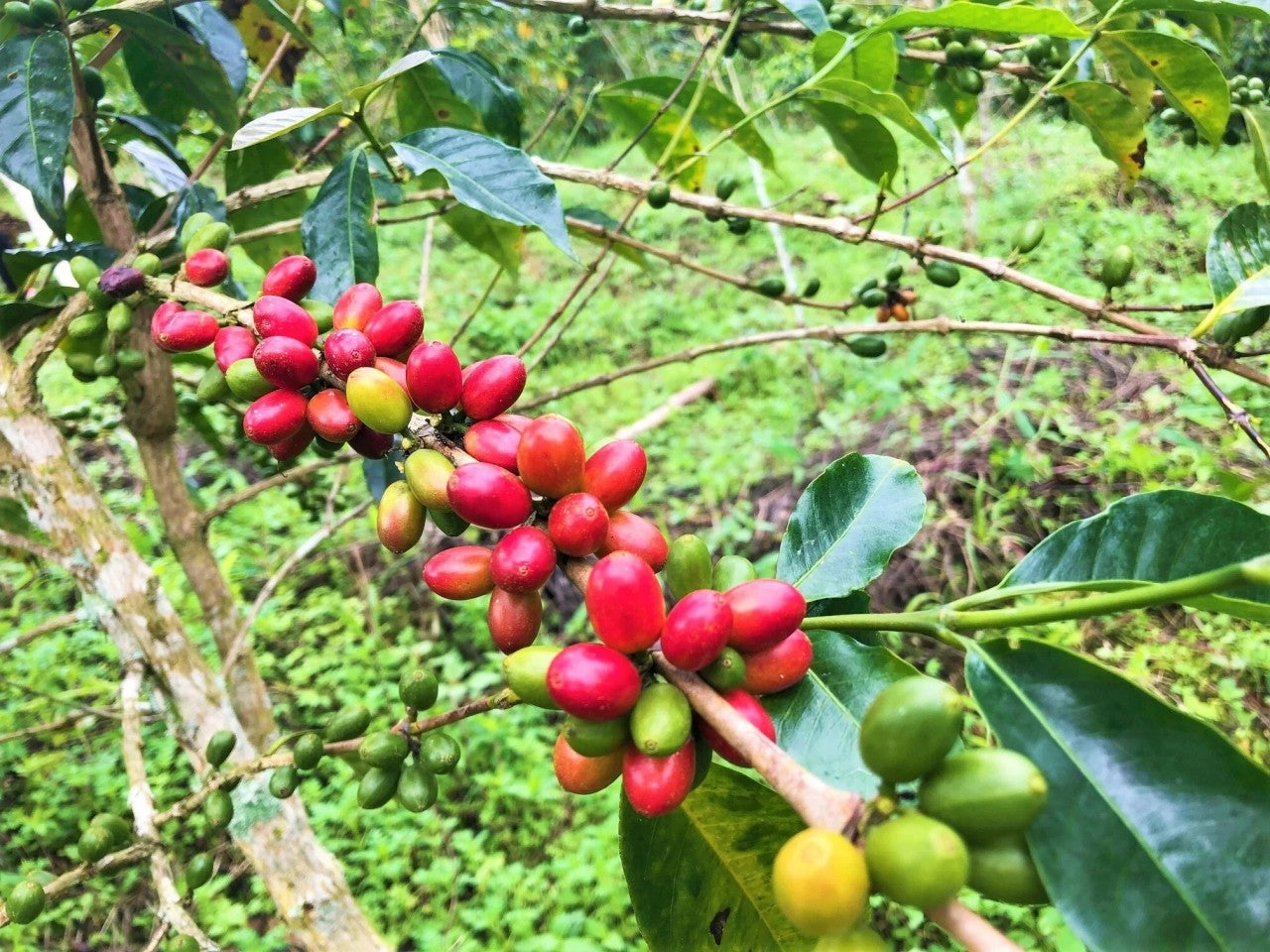 Panama Kalithea Geisha Honey