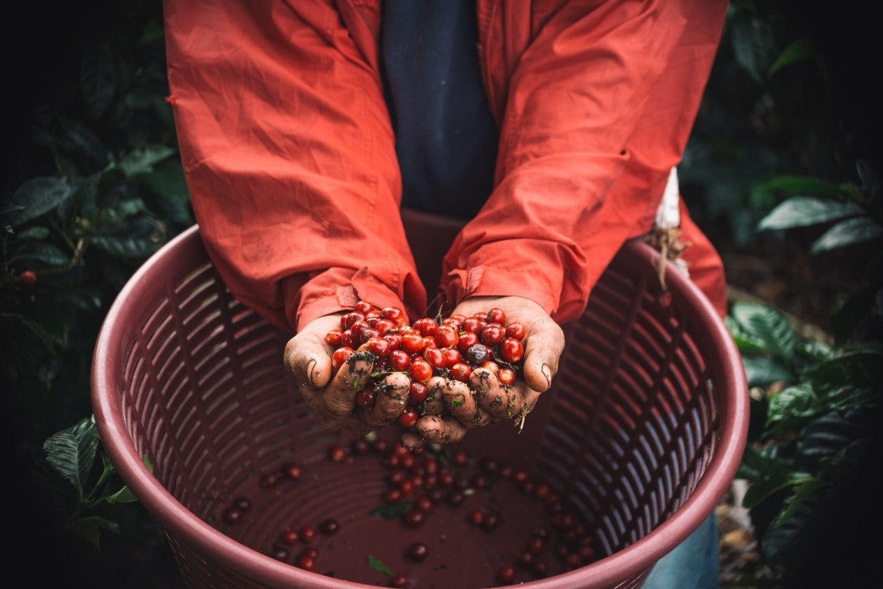 Panama Lerida Geisha Washed
