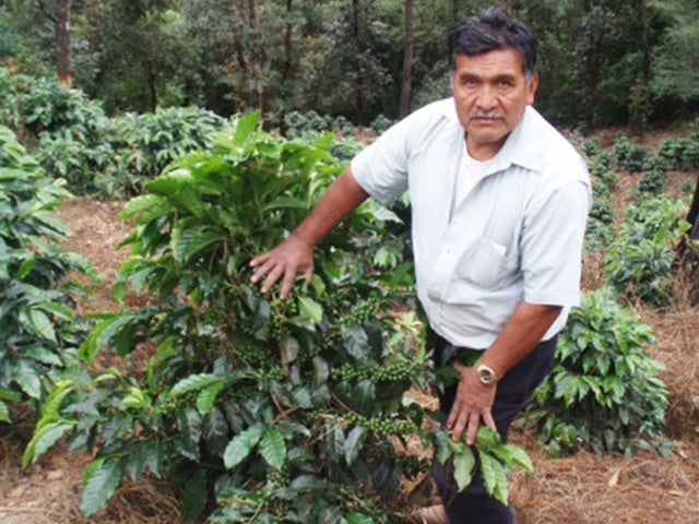Guatemala Yellow Bourbon