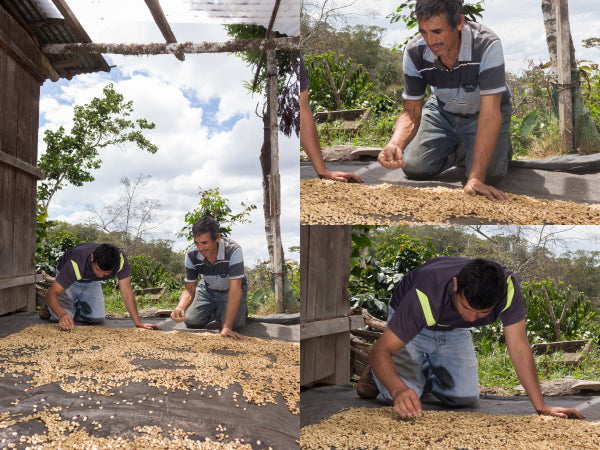 Peru geisha blend