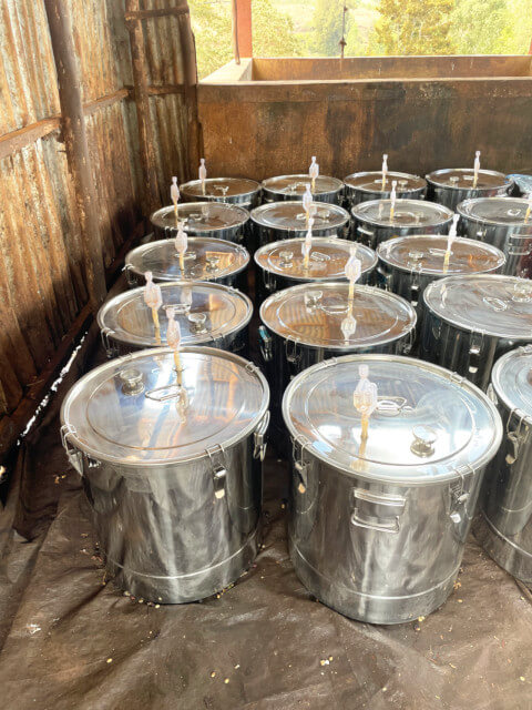 Ethiopia Gesha Karmachi carbonic maceration