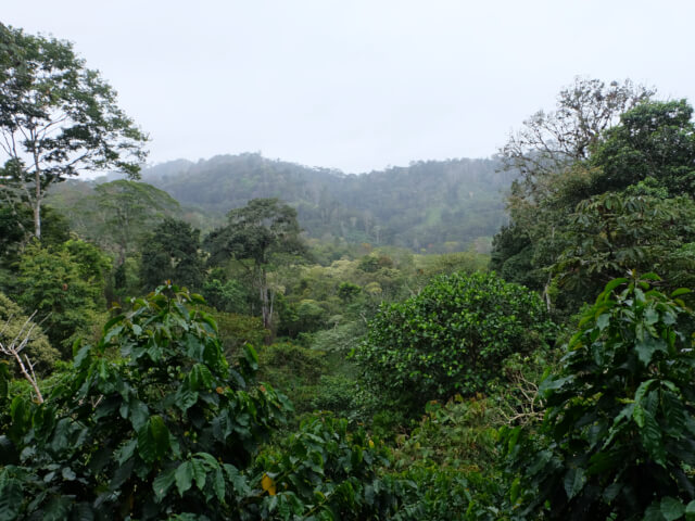 Nicaragua　 El Porvenir　 Anaerobic Pulped Natural