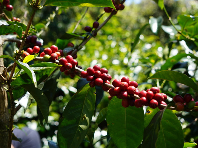 Panama Esmeralda Geisha Washed