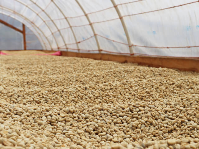 Honduras EL Monarca Washed