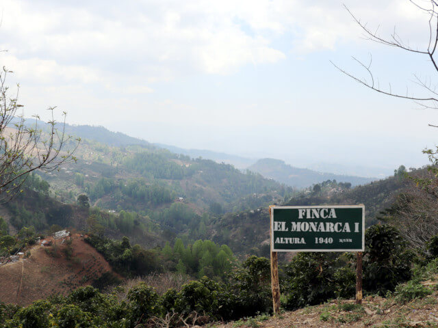 Honduras EL Monarca Washed