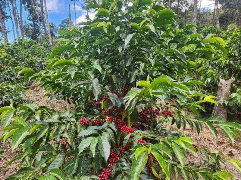 Honduras Finca La Antartida