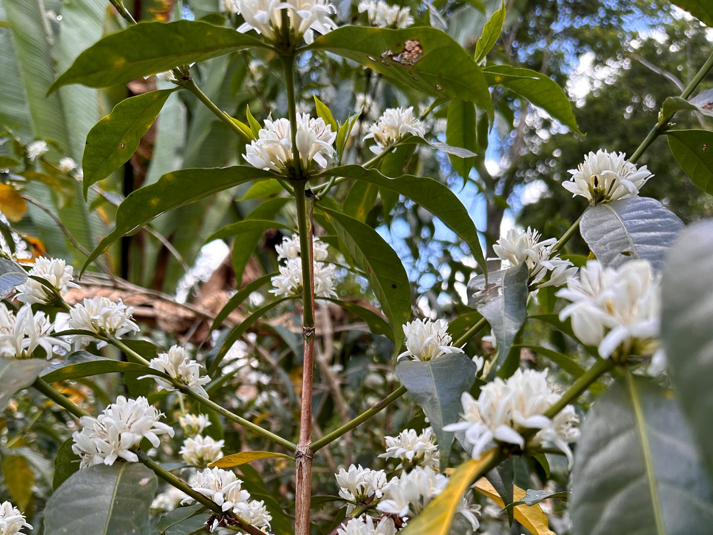 Ethiopia Bona Halo Beriti Natural