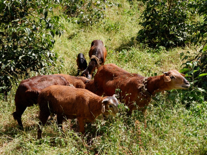 Etiopia Guji Natural