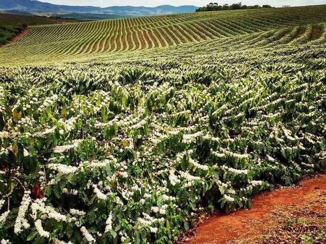 Brazil       Dry on tree