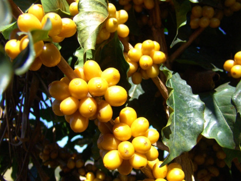 Brazil       Dry on tree